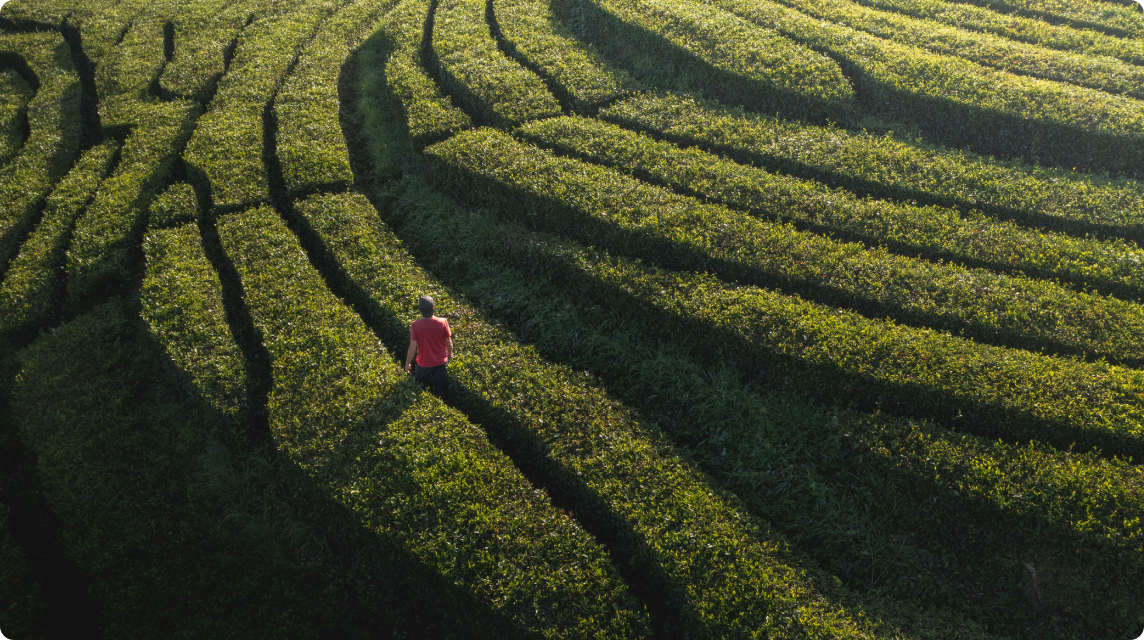 Person in red shirt standing in the center of a green terraced field with curved, parallel rows of crops. 'LISTEN' button with audio icon is in the top left corner.
